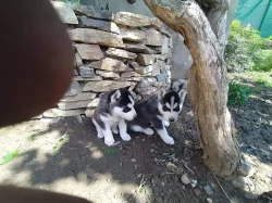Sibiřský husky