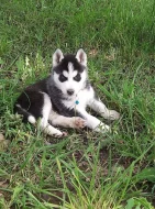 Sibiřský husky