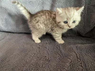 Britská koťátka kocourci stříbrní mramorovaní s PP