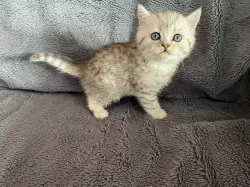 Britská koťátka kocourci stříbrní mramorovaní s PP