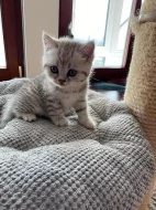 Britská koťátka kocourci stříbrní mramorovaní s PP
