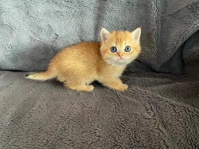 Britské kotě kočička golden shaded s PP