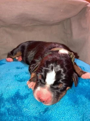 Appenzellský salašnický pes - štěňátka s průkazem původu