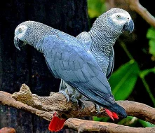 Upovídaný samec a samice DNA afrických šedých papoušků