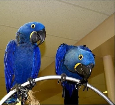 DNA krásný papoušci ara hyacintový (domácí chov)