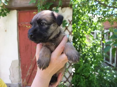 Štěňata Irish Soft Coated Wheaten Terrier s PP