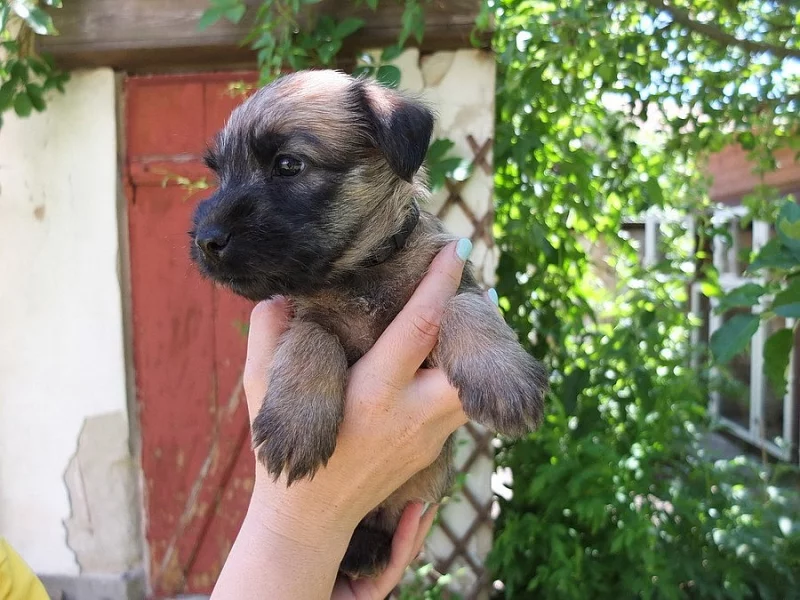 Štěňata Irish Soft Coated Wheaten Terrier s PP