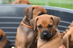 Rhodéský Ridgeback - vymazlená štěňátka s PP