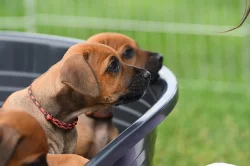 Rhodéský Ridgeback - vymazlená štěňátka s PP