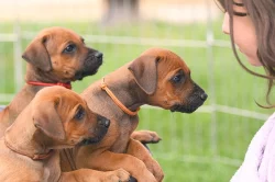 Rhodéský Ridgeback - vymazlená štěňátka s PP