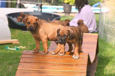 Rhodéský Ridgeback - vymazlená štěňátka s PP