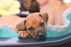 Rhodéský Ridgeback - vymazlená štěňátka s PP