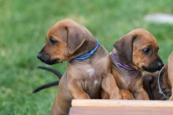 Rhodéský Ridgeback - vymazlená štěňátka s PP