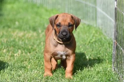 Rhodéský Ridgeback - vymazlená štěňátka s PP