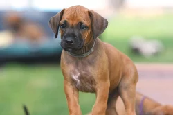 Rhodéský Ridgeback - vymazlená štěňátka s PP