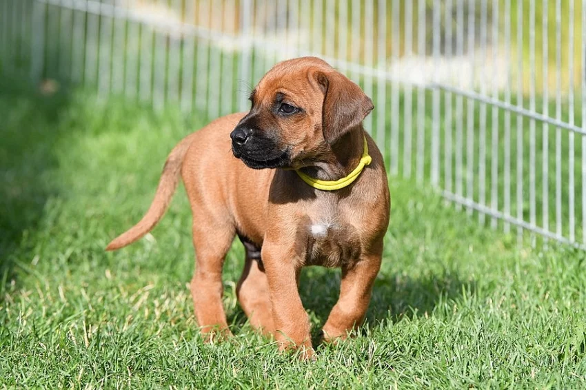 Rhodéský Ridgeback - vymazlená štěňátka s PP