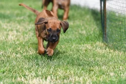 Rhodéský Ridgeback - vymazlená štěňátka s PP