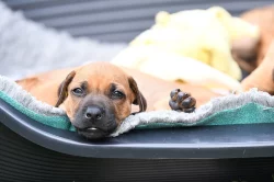 Rhodéský Ridgeback - vymazlená štěňátka s PP