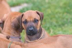 Rhodéský Ridgeback - vymazlená štěňátka s PP