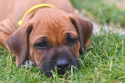 Rhodéský Ridgeback - vymazlená štěňátka s PP