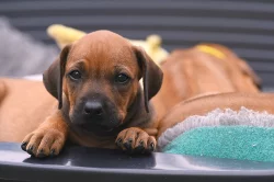 Rhodéský Ridgeback - vymazlená štěňátka s PP