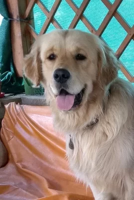 Daruji do dobrých rukou