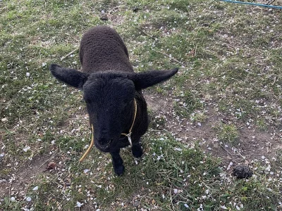 Daruji dvě jehničky do dobrých rukou.