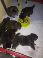 Akita - inu žíhaná štěňata s PP