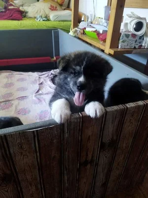 Akita - inu žíhaná štěňata s PP