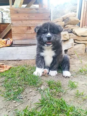 Akita - inu žíhaná štěňata s PP