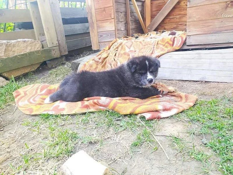 Akita - inu žíhaná štěňata s PP