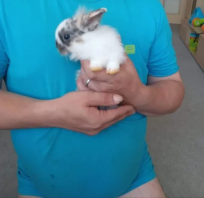 Zakrslý králík