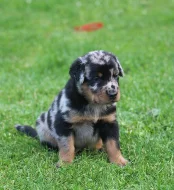 Beauceron - štěňátka s PP k rezervaci