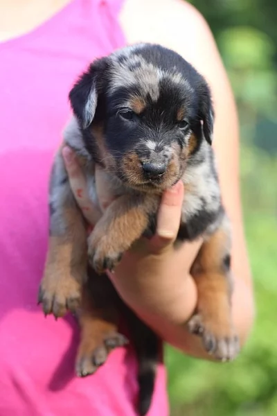 Beauceron - štěňátka s PP k rezervaci