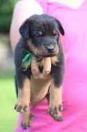 Beauceron - štěňátka s PP k rezervaci