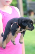 Beauceron - štěňátka s PP k rezervaci
