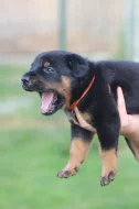 Beauceron - štěňátka s PP k rezervaci