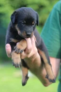 Beauceron - štěňátka s PP k rezervaci