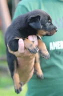 Beauceron - štěňátka s PP k rezervaci