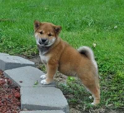 Shiba inu štěňata bez PP