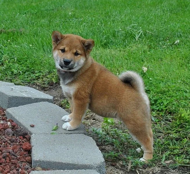 Shiba inu štěňata bez PP