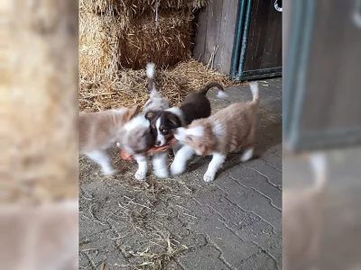 sladká štěňata australského ovčáka