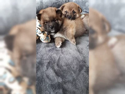 Zdravá a sladká štěňata Shiba Inu