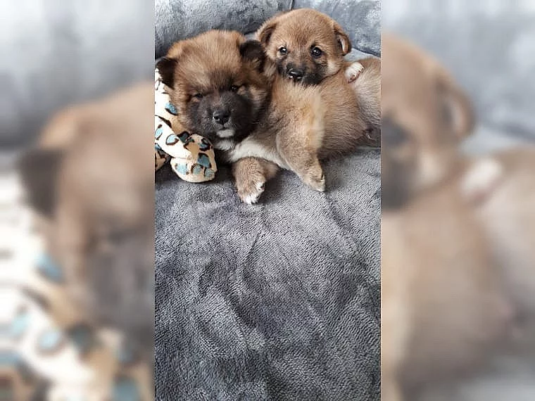 Zdravá a sladká štěňata Shiba Inu