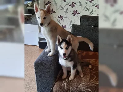 Zdravá a čistokrevná štěňata sibiřského huskyho