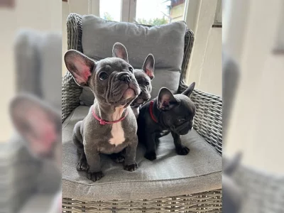 Štěňátka francouzského buldočka jsou nyní v nových domovech