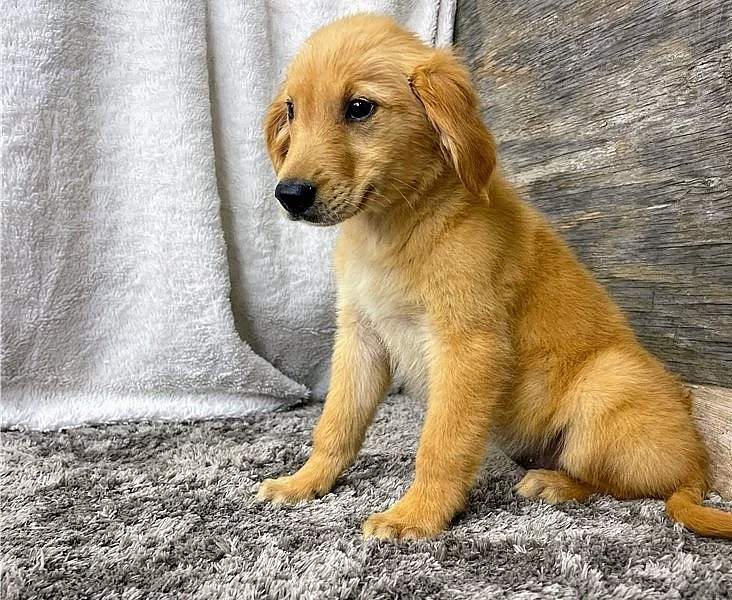 Štěňata labradora jsou nyní k dispozici pro návrat domů