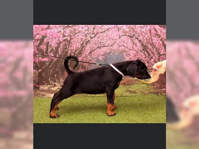 Skvělá štěňátka dobrmana hledají nový domov.