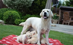 Labrador s PP