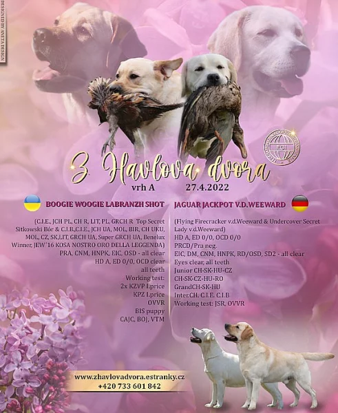 Labrador s PP